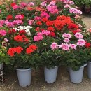 샬롬카센타 이미지