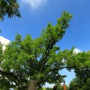 방학동 은행나무 이미지