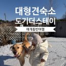 멕시카나 충남홍성점 | [홍성/애견독채] 대형견, 소형견, 아기와 "도기더스테이"