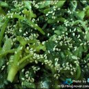 (주)열무 이미지