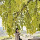 신당마을회관 | 경남 창녕 은행나무 명소 세 군데 신당 새마을회관 탐하리은행나무숲 영산만년교