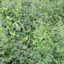 들뫼민박 이미지