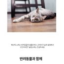 쏘랩 리클라이너 소파 후기 고양이가 있는집