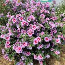 무궁화농원 이미지