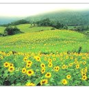 좋은아침 이미지