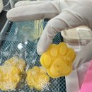 보람애견미용 이미지