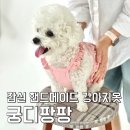 팡팡애견 | 잠실 올림픽공원 애견용품샵 궁디팡팡 : 매장에서 직접 만든 퀄리티 좋은 강아지옷 쇼핑
