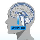 치매 정복 가능해지나…‘뇌 곰팡이’ 씻는 청소부 찾아냈다 이미지