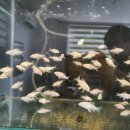 스마일카센터 이미지