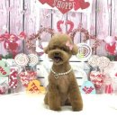 스위티독 이미지