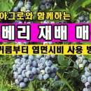 (주)블루베리코리아 이미지