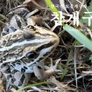 🐸 양서류도감 한국산 토종 참개구리 ♀ Pelophylax nigromaculata 이미지