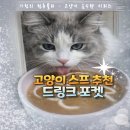 고양이 물 스프 고민 끝｜고양이 드링크로 음수량 올리는 캣츠모리 드링크포캣 후기(츄 원킬!)