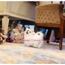 리틀애견타운 이미지