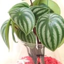 호성초등학교병설유치원 이미지