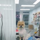 모모펫그루머 이미지