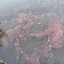 [동남아/징조] 싱가포르에서 물이 갑자기 분홍빛으로 변하고 악취가 나며 물고기를 죽이다(영상 및 사진) 이미지