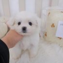 멍앤냥 강아지고양이 안양점 이미지