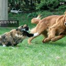 개와고양이 이미지