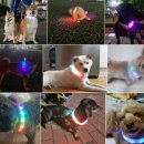 우리안전 | 밤 산책의 필수템! 우리 댕댕이 안전 지킴이, 강아지 LED 목걸이 리얼 후기