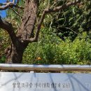 양양조규승가옥 이미지