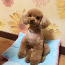 이츠펫(광혜원점) | 광혜원 이츠펫 : 젤리 미용 했어요 :-)