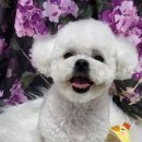 퍼피멍멍 이미지