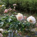 팜카밀레 이미지