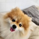 뽀뽀뽀하개 네이버블로그
