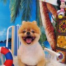 커몽커몽펫 이미지