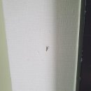 보수2가 원로의집 | 현관벽찍힘 벽지 구멍 보수 부분복원