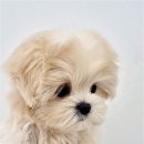 천안강아지분양 우리집퍼피 천안아산본점 (하이도그) 이미지