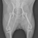 보정동물병원 이미지