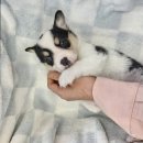 도그마루 강아지고양이 일산점 이미지