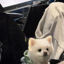 화암추등대입구화장실 | 오이도 조개극찬 애견동반 가능한 푸짐한 해산물 고기 맛집 빨간등대 산책코스까지 완벽