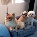 호텔스컴도그 화명점 네이버블로그