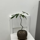 보케토(BOKETTO) 이미지