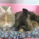 토린세스 이미지