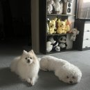 울산망개떡 | 먹고 놀고 일하는 평범한 일상(피카츄생일,울산출장,전포와인)