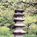 (자)정풍 이미지