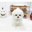 튼튼펫샵 이미지