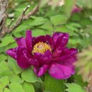 풍화일주도로가로수 | 멍때리기 좋은 섬 생일도 그러나 옥에 티