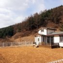 알로하도그 이미지