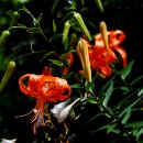 달기약수탕 이미지