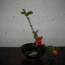 다화주 이미지