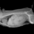 24시 모란동물 메디컬센터 이미지