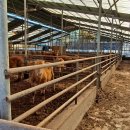 한우축사 이미지