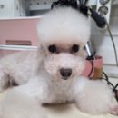 퍼피 베어(PUPPY-BEAR) 이미지