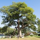 영풍 병산리 갈참나무 이미지