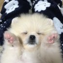 강아지샴푸::바르코 베럴댄샴푸(Better Than Shampoo) #아기강아지목욕